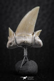06375 - Small Wire Wrapped 0.92 Inch Cretolamna aschersoni (mackerel shark) Tooth Pendant