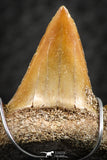 06376 - Small Wire Wrapped 0.81 Inch Cretolamna aschersoni (mackerel shark) Tooth Pendant
