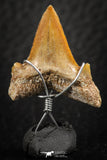06376 - Small Wire Wrapped 0.81 Inch Cretolamna aschersoni (mackerel shark) Tooth Pendant