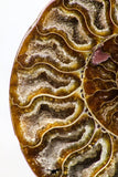09123 - Cut & Polished 5.41 Inch Cleoniceras sp Lower Cretaceous Ammonite Madagascar - Agatized