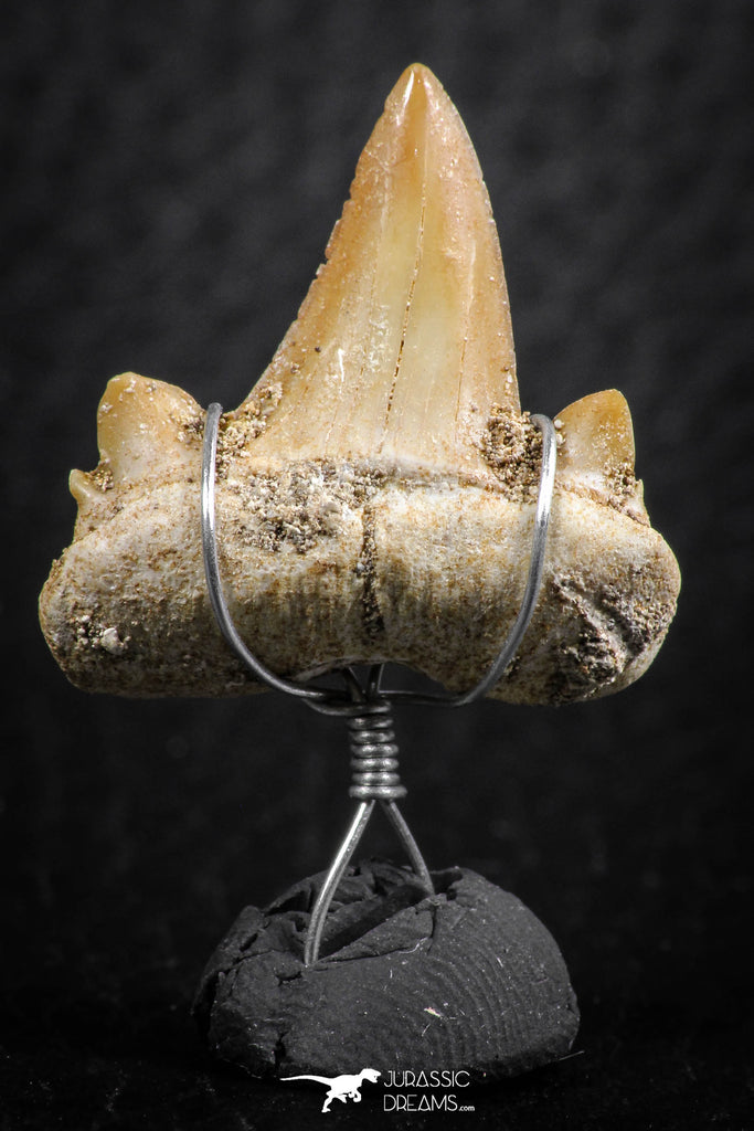 06379 - Small Wire Wrapped 0.87 Inch Cretolamna aschersoni (mackerel shark) Tooth Pendant