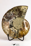 09123 - Cut & Polished 5.41 Inch Cleoniceras sp Lower Cretaceous Ammonite Madagascar - Agatized