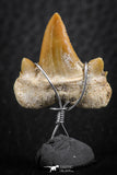 06379 - Small Wire Wrapped 0.87 Inch Cretolamna aschersoni (mackerel shark) Tooth Pendant