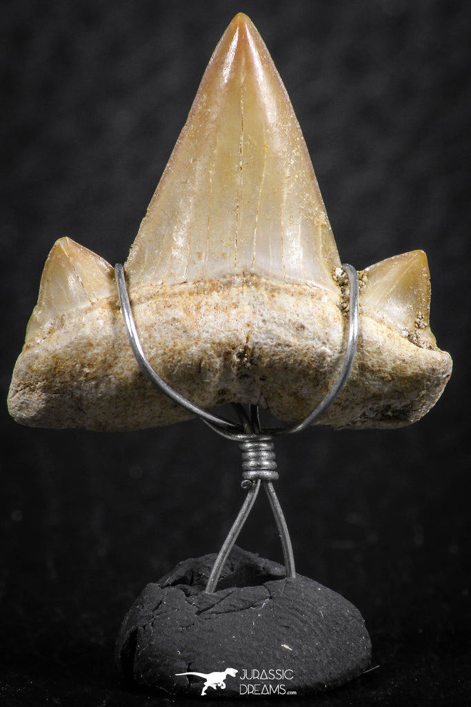 06380 - Small Wire Wrapped 0.83 Inch Cretolamna aschersoni (mackerel shark) Tooth Pendant