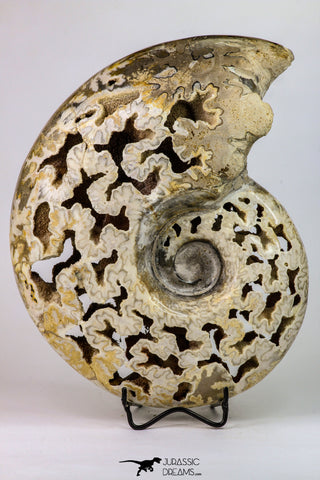 09125 - Beautiful 8.78 inch Shloenbacchia Polished Cretaceous Ammonite Fossil - Khenifra, Morocco