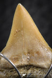 06381 - Small Wire Wrapped 0.77 Inch Cretolamna aschersoni (mackerel shark) Tooth Pendant