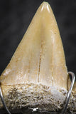 06382 - Small Wire Wrapped 0.89 Inch Cretolamna aschersoni (mackerel shark) Tooth Pendant
