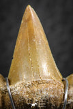 06383 - Small Wire Wrapped 1.04 Inch Cretolamna aschersoni (mackerel shark) Tooth Pendant