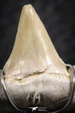 06384 - Small Wire Wrapped 0.74 Inch Cretolamna aschersoni (mackerel shark) Tooth Pendant