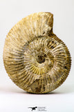 09128 - Top Beautiful 3.30 Inch Perisphinctes virguloides Late Jurassic Ammonite - Madagascar