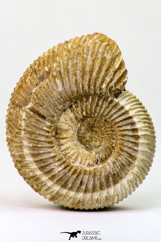 09129 - Top Beautiful 2.93 Inch Perisphinctes virguloides Late Jurassic Ammonite - Madagascar