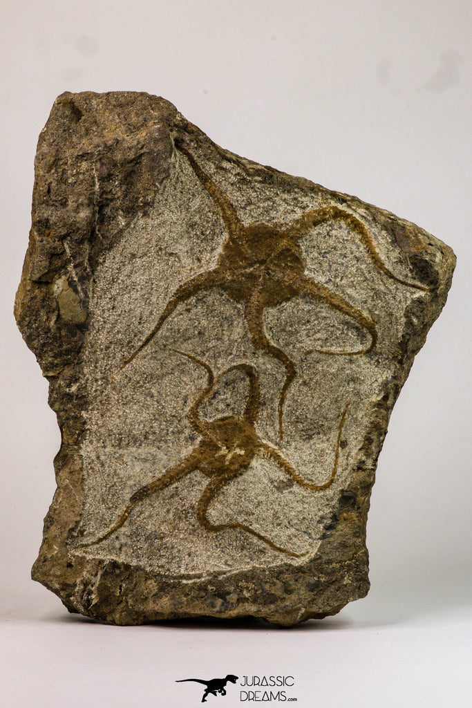 09130 - Top Beautiful Association of 2 OPHIURA SP Brittlestars Upper Ordovician - Ktaoua Fm