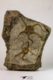 09130 - Top Beautiful Association of 2 OPHIURA SP Brittlestars Upper Ordovician - Ktaoua Fm
