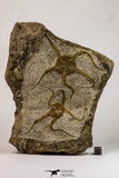 09130 - Top Beautiful Association of 2 OPHIURA SP Brittlestars Upper Ordovician - Ktaoua Fm