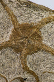09130 - Top Beautiful Association of 2 OPHIURA SP Brittlestars Upper Ordovician - Ktaoua Fm