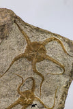 09130 - Top Beautiful Association of 2 OPHIURA SP Brittlestars Upper Ordovician - Ktaoua Fm