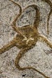 09130 - Top Beautiful Association of 2 OPHIURA SP Brittlestars Upper Ordovician - Ktaoua Fm