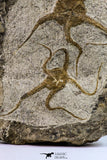 09130 - Top Beautiful Association of 2 OPHIURA SP Brittlestars Upper Ordovician - Ktaoua Fm