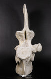 06217 - Museum Grade 22.8 Inch Dyrosaurus phosphaticus 6 Vertebrae Bones Association