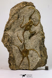 09131 - Great Association of 2 OPHIURA SP Brittlestars Upper Ordovician - Ktaoua Fm