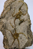 09131 - Great Association of 2 OPHIURA SP Brittlestars Upper Ordovician - Ktaoua Fm