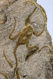 09131 - Great Association of 2 OPHIURA SP Brittlestars Upper Ordovician - Ktaoua Fm