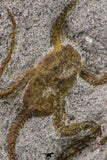 09131 - Great Association of 2 OPHIURA SP Brittlestars Upper Ordovician - Ktaoua Fm