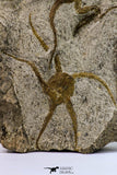 09131 - Great Association of 2 OPHIURA SP Brittlestars Upper Ordovician - Ktaoua Fm