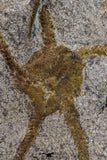 09131 - Great Association of 2 OPHIURA SP Brittlestars Upper Ordovician - Ktaoua Fm