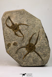09132 -  Top Quality Association of 2 OPHIURA SP Brittlestars Upper Ordovician - Ktaoua Fm