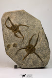 09132 -  Top Quality Association of 2 OPHIURA SP Brittlestars Upper Ordovician - Ktaoua Fm