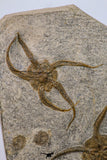 09132 -  Top Quality Association of 2 OPHIURA SP Brittlestars Upper Ordovician - Ktaoua Fm