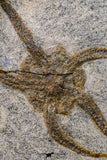 09132 -  Top Quality Association of 2 OPHIURA SP Brittlestars Upper Ordovician - Ktaoua Fm