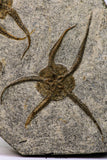 09132 -  Top Quality Association of 2 OPHIURA SP Brittlestars Upper Ordovician - Ktaoua Fm