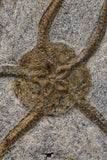 09132 -  Top Quality Association of 2 OPHIURA SP Brittlestars Upper Ordovician - Ktaoua Fm