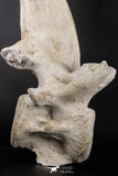 06217 - Museum Grade 22.8 Inch Dyrosaurus phosphaticus 6 Vertebrae Bones Association