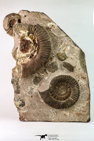 09134 - Top Beautiful Association of Unidentified Jurassic Ammonites - Atlas Mountains