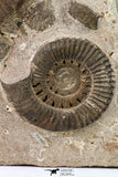09134 - Top Beautiful Association of Unidentified Jurassic Ammonites - Atlas Mountains