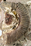 09134 - Top Beautiful Association of Unidentified Jurassic Ammonites - Atlas Mountains
