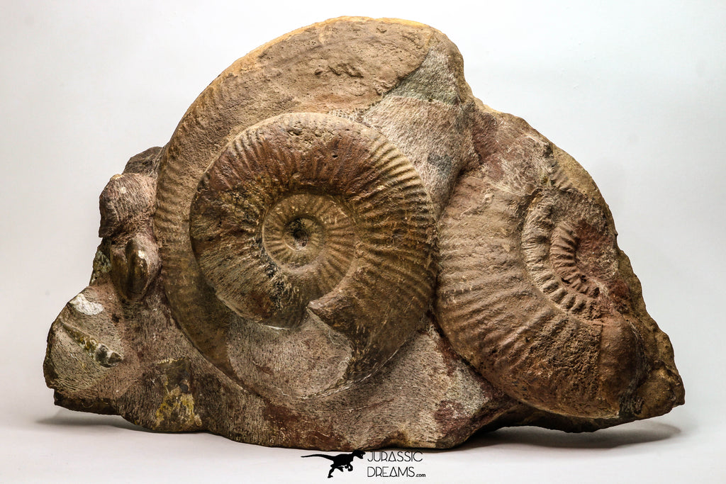 09135 - Top Quality Association of Unidentified Jurassic Ammonites - Atlas Mountains