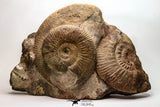 09135 - Top Quality Association of Unidentified Jurassic Ammonites - Atlas Mountains