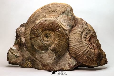 09135 - Top Quality Association of Unidentified Jurassic Ammonites - Atlas Mountains