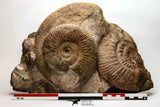 09135 - Top Quality Association of Unidentified Jurassic Ammonites - Atlas Mountains