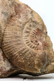 09135 - Top Quality Association of Unidentified Jurassic Ammonites - Atlas Mountains