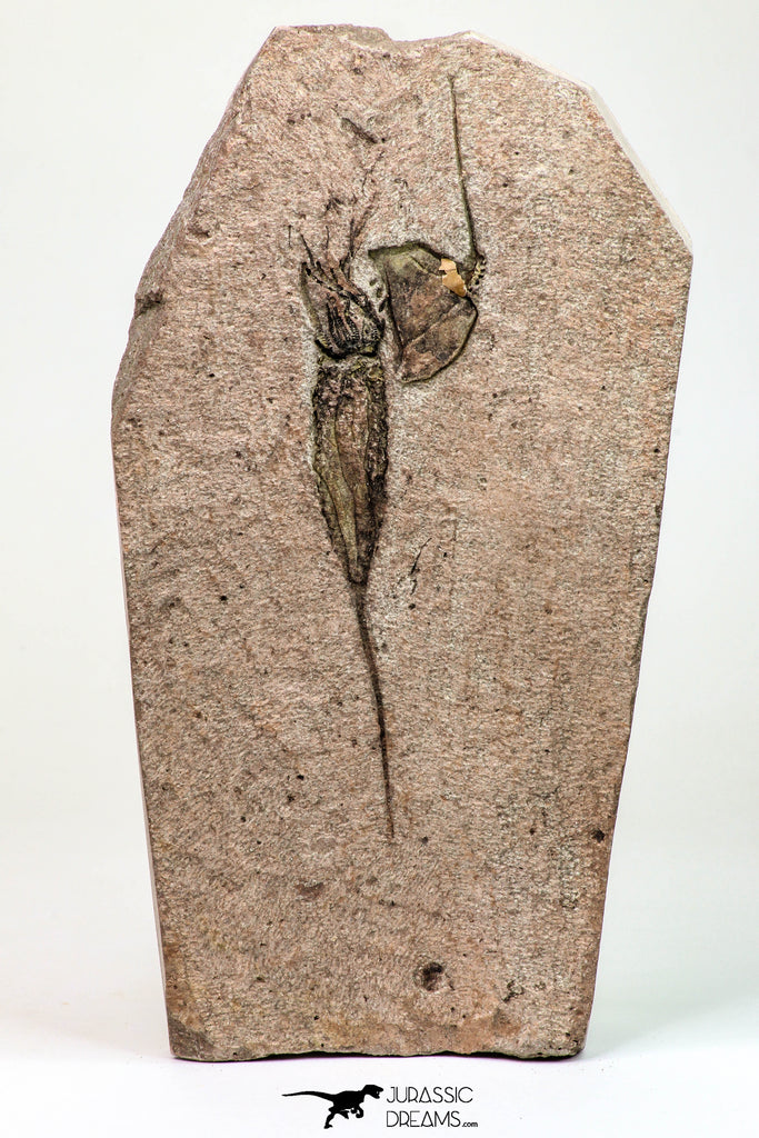 09136 - Wide 4.36 Inch Eocrinoid (Ascocystites) Plate - Lower Ordovician