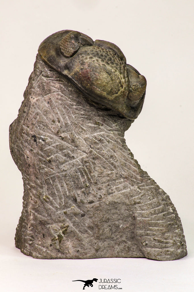 09138 - Top Beautiful 3.19 Inch Drotops megalomanicus Middle Devonian Trilobite