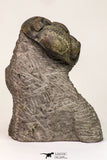 09138 - Top Beautiful 3.19 Inch Drotops megalomanicus Middle Devonian Trilobite