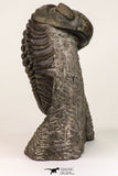 09138 - Top Beautiful 3.19 Inch Drotops megalomanicus Middle Devonian Trilobite