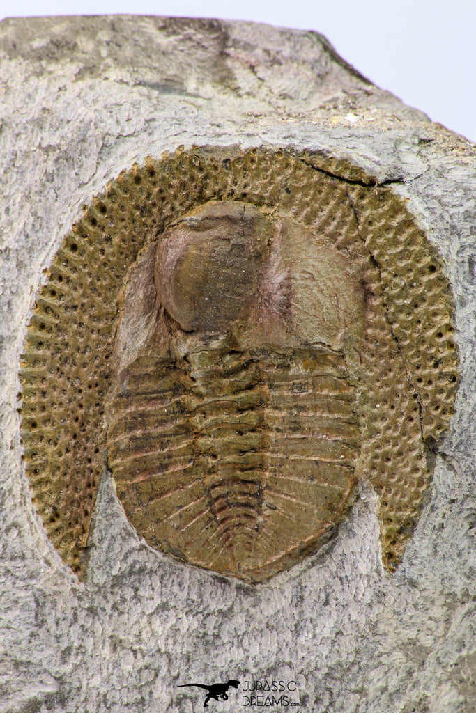 09140 - Top Beautiful 1.38 Inch Nankinolithus sp Lower Ordovician Trilobite