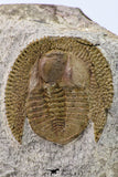09140 - Top Beautiful 1.38 Inch Nankinolithus sp Lower Ordovician Trilobite
